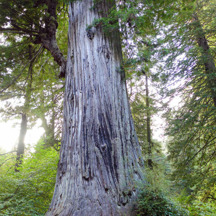 Near Cathedral Trees Trail