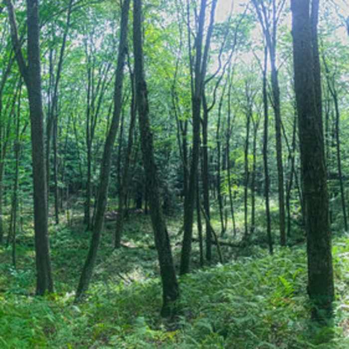 Near Hickory Creek Trail