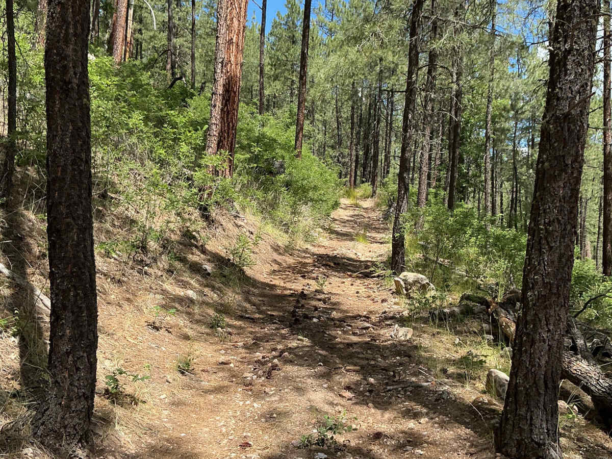 FS 6365 trail photo