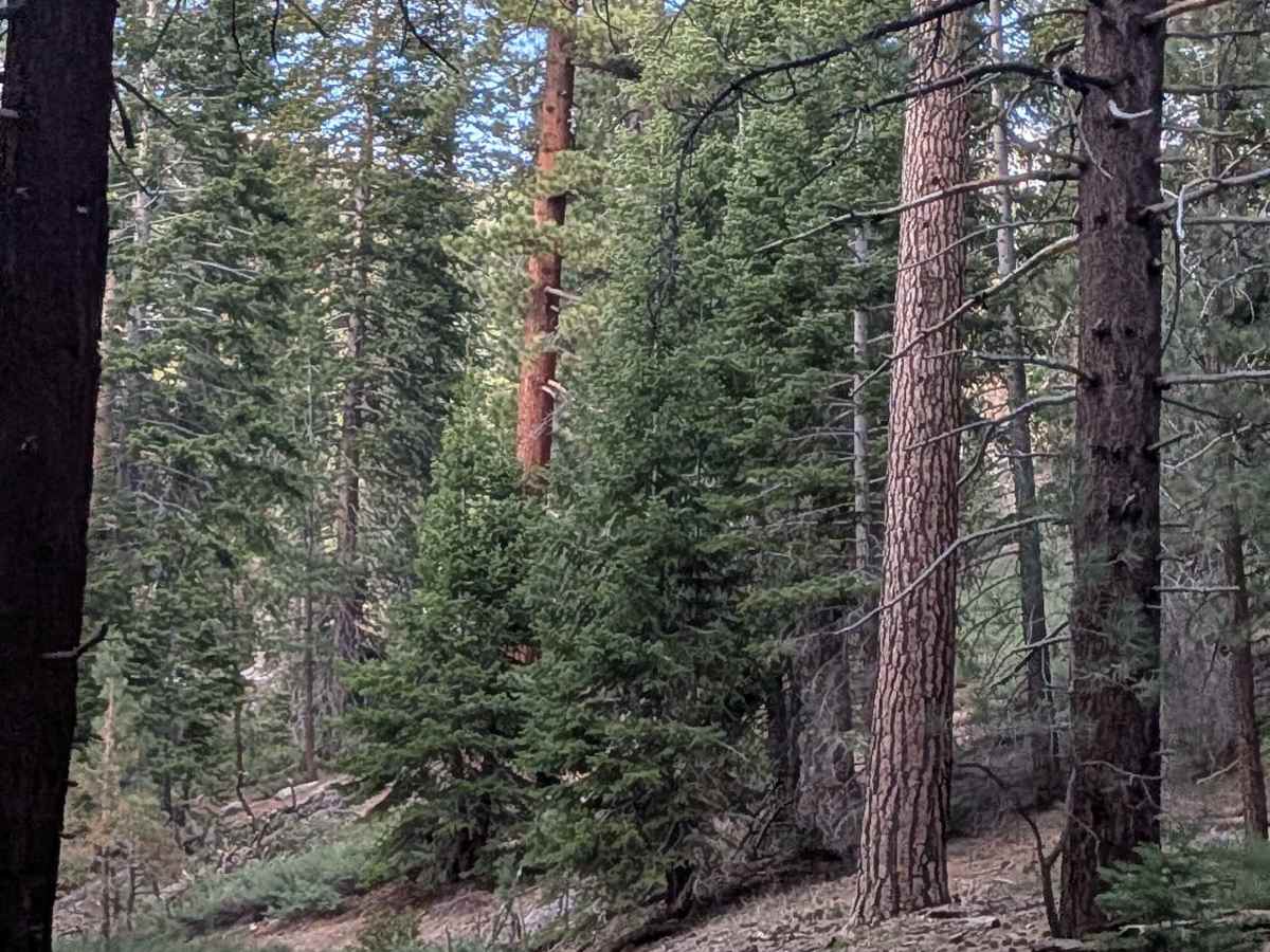 Horse Meadow Spur - FS 23S10A trail photo
