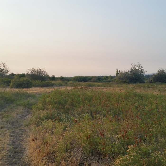 Much of the trail is through low grass and sand. Near Bateman Island Trail