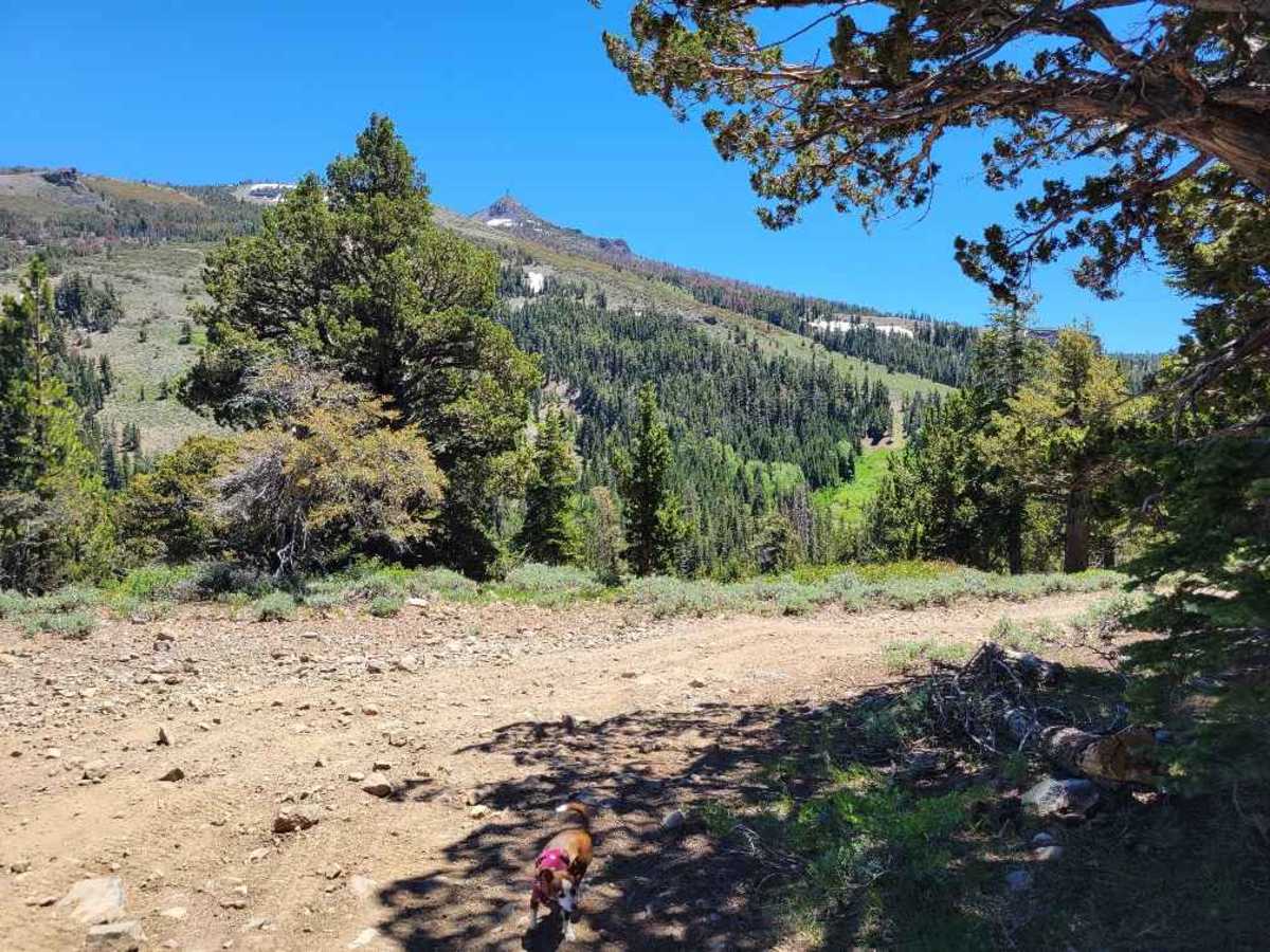 Pickett Peak Road 31053 photo 5