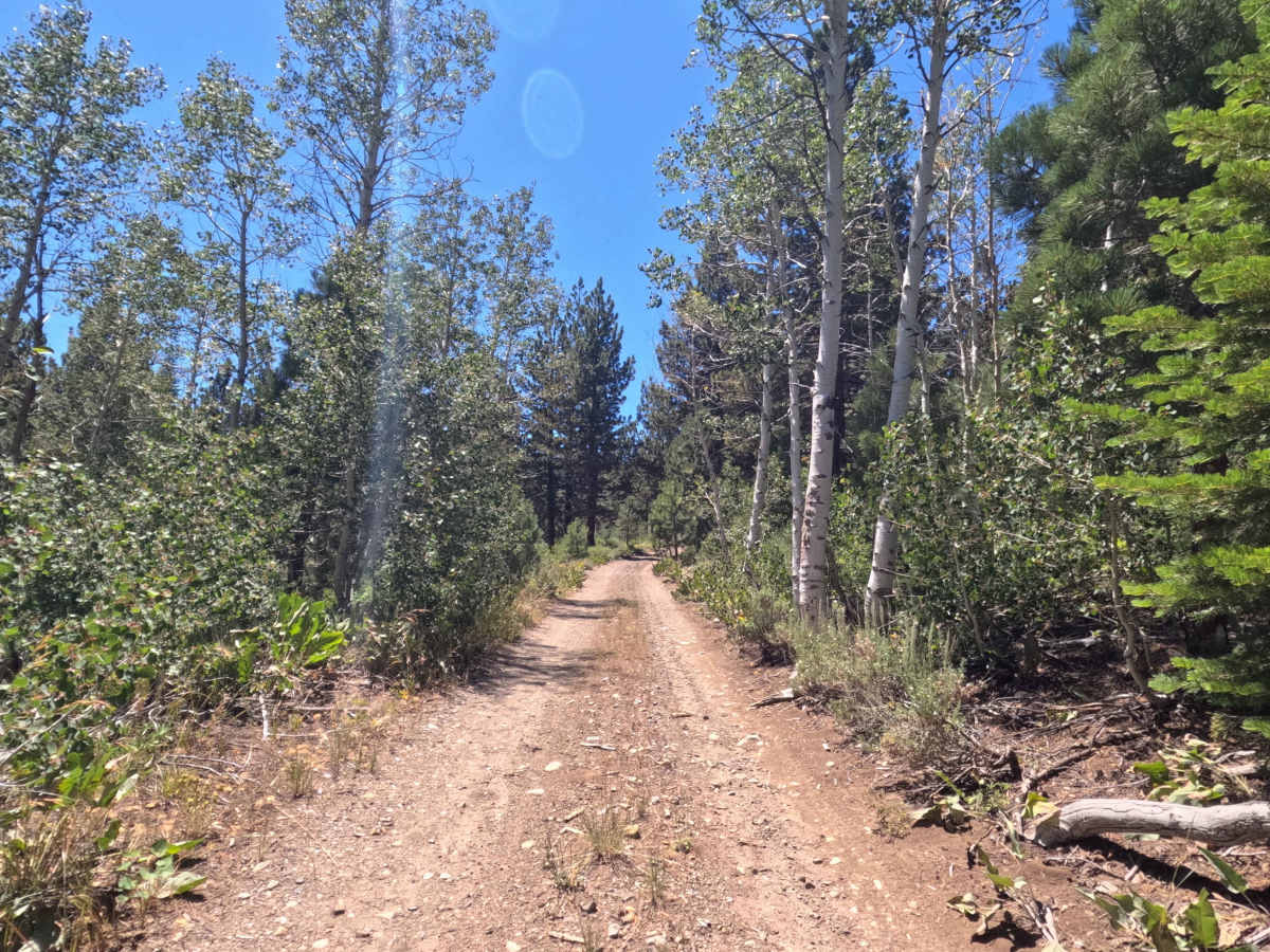 Scotts Trail - FS 21565 photo 6