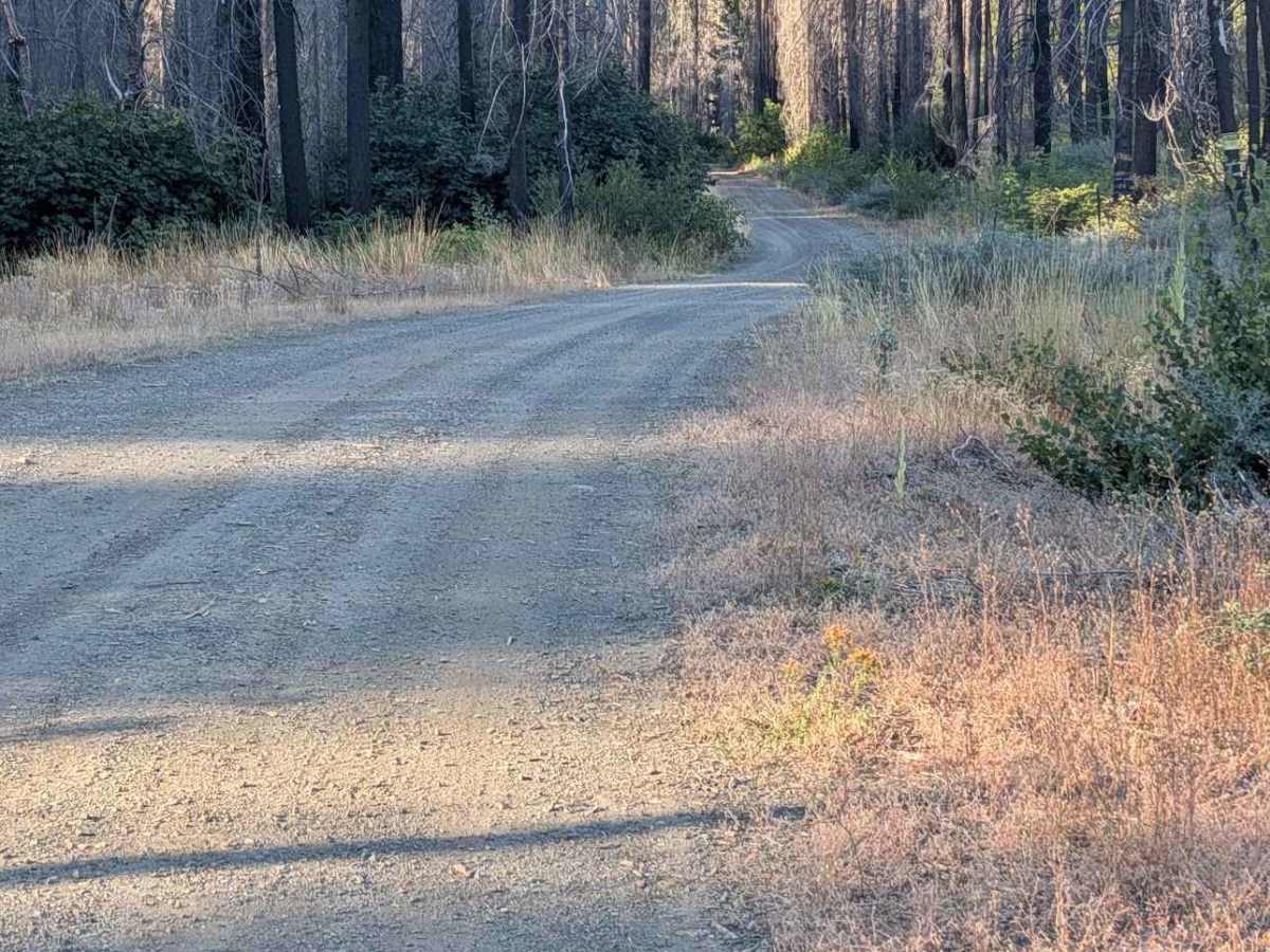 South Fork Goods Creek Road - FS 29N27 photo 2