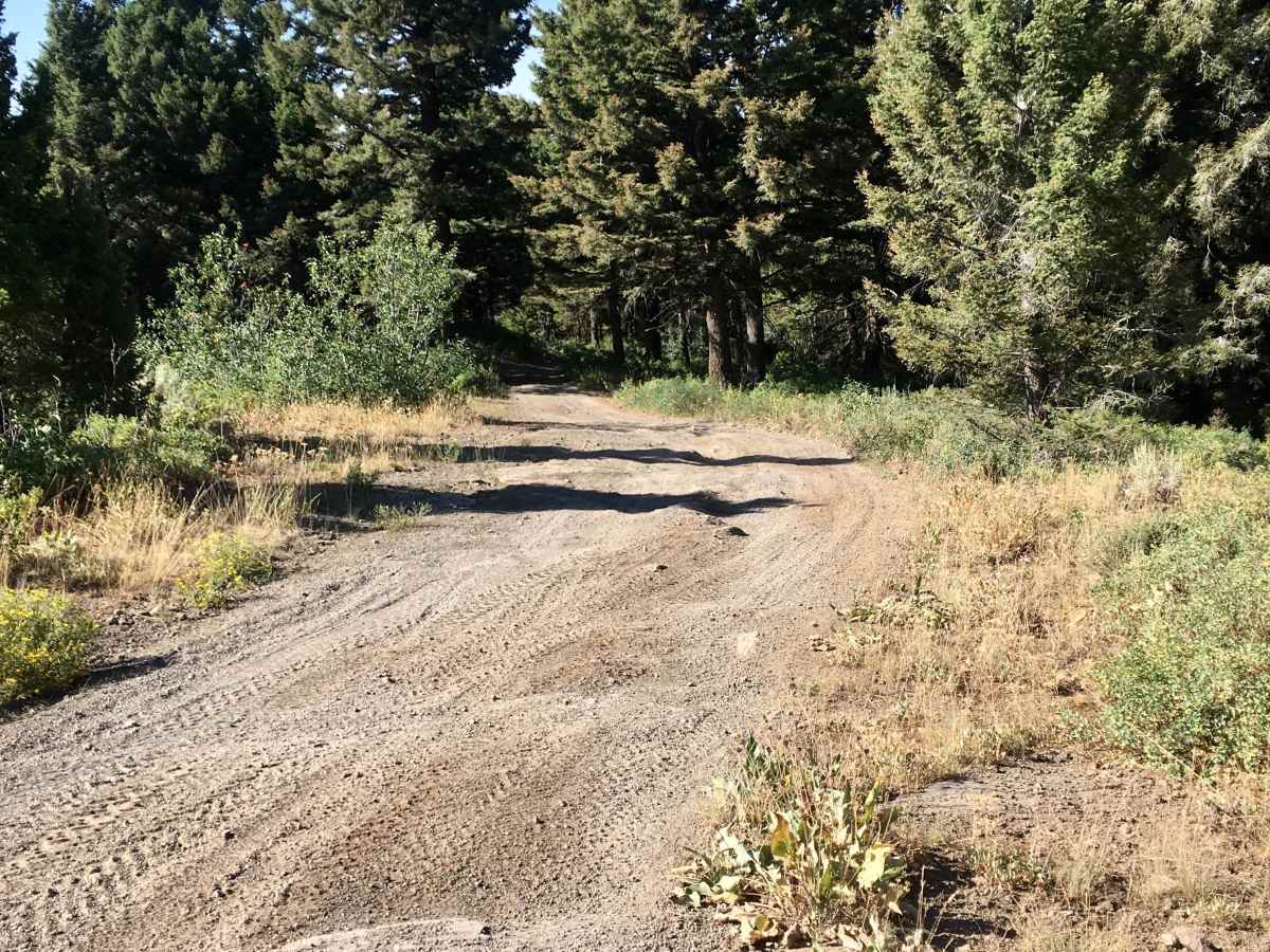 Spring Creek Road - FS 889 photo 5