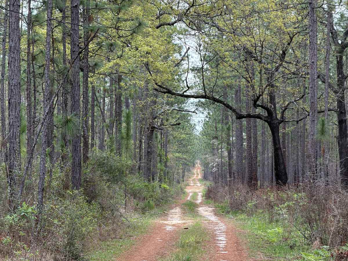 F 71 trail photo