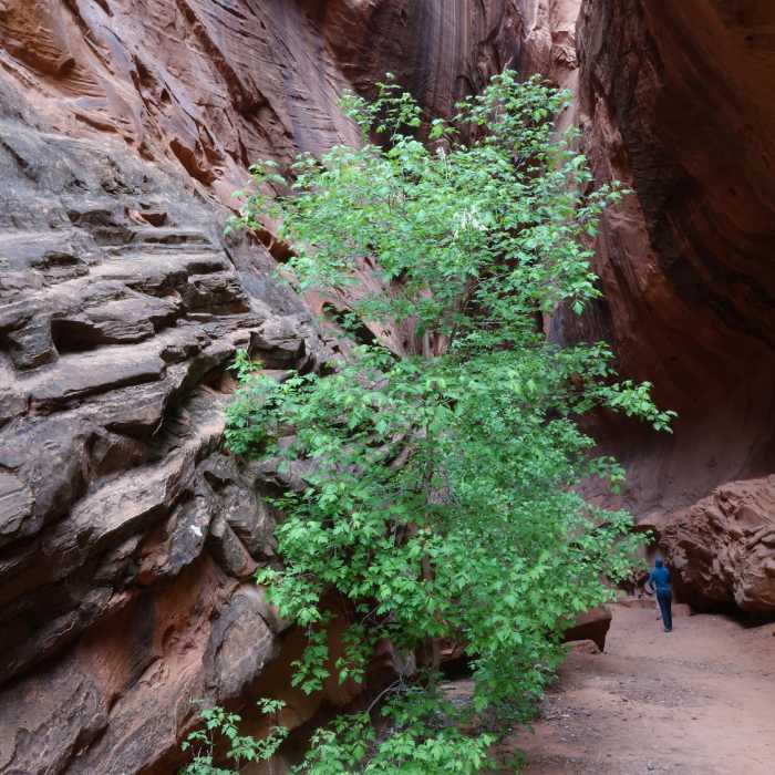 Near Long Canyon Slot