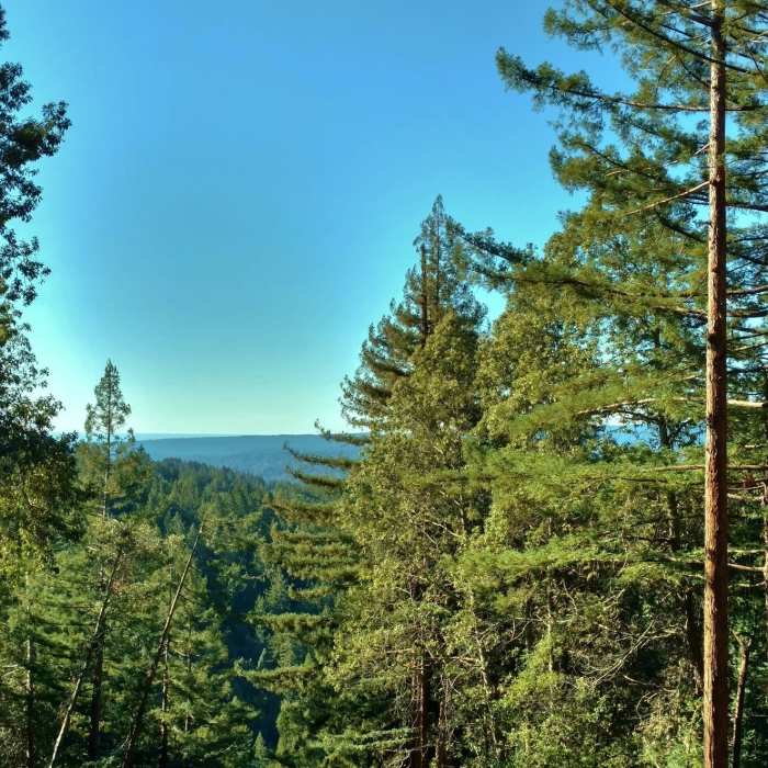 Near Aptos Creek Fire Road