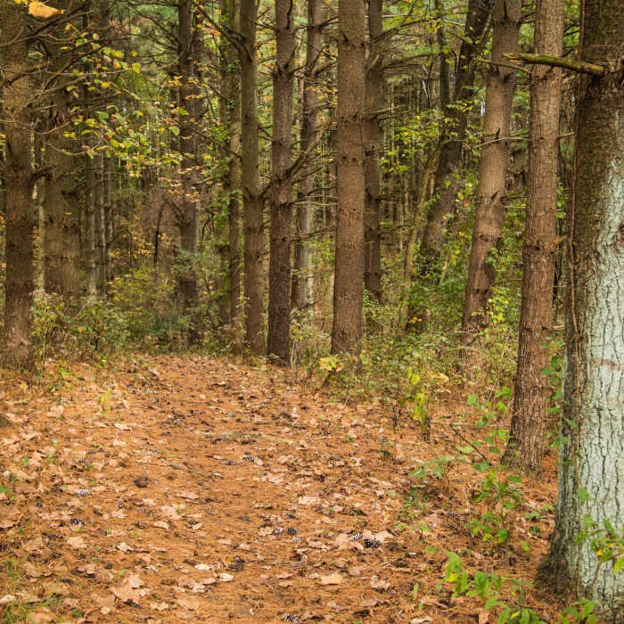 The soft pine needle bedding and tunnel at the beginning of the Cherry Tree Trail Near Cherry Tree Trail