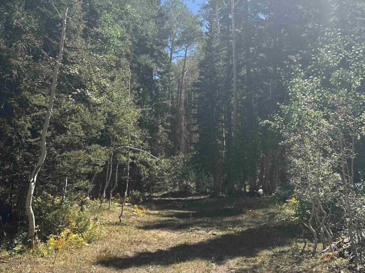 Bear Pen Road photo 6