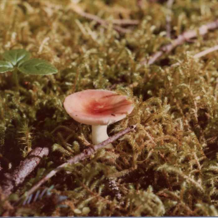 A pink mushroom breaks above the late-August groundcover in the forests of the Bartlett Trail. Near Bartlett River Trail