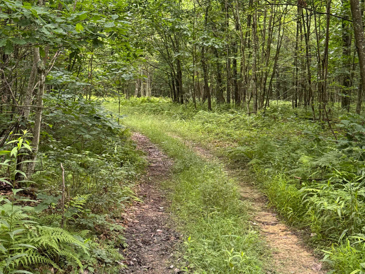 Trail 6 photo 3