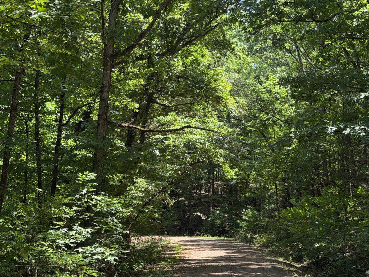 West Fork Scenic Drive photo 3