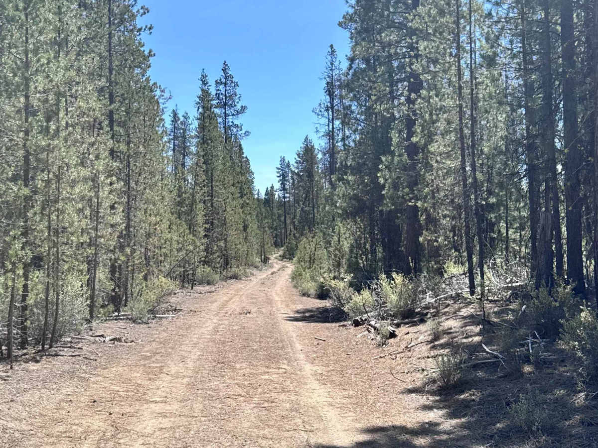 Dry Springs Trail - FS 4331000 photo 5