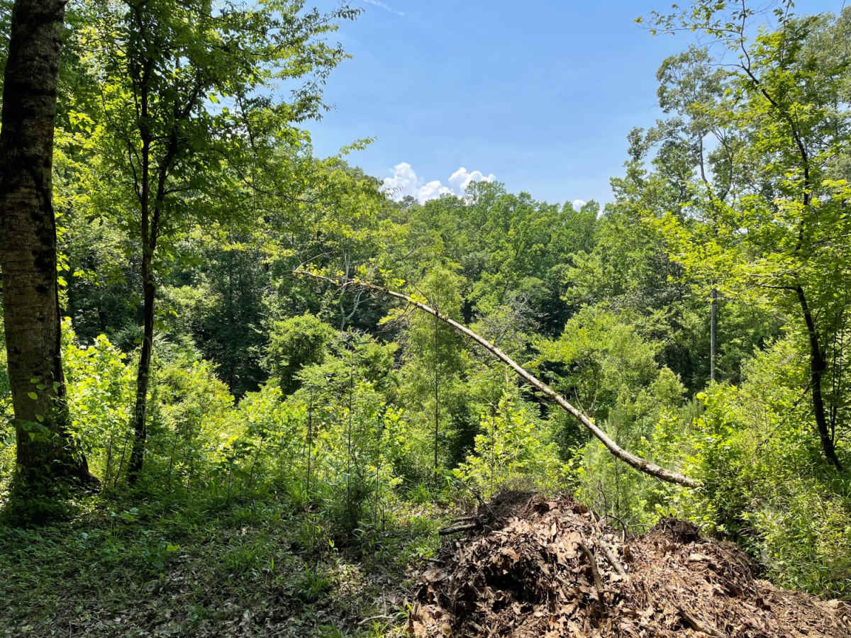 Tunica Hills WMA Trail 1 photo 5