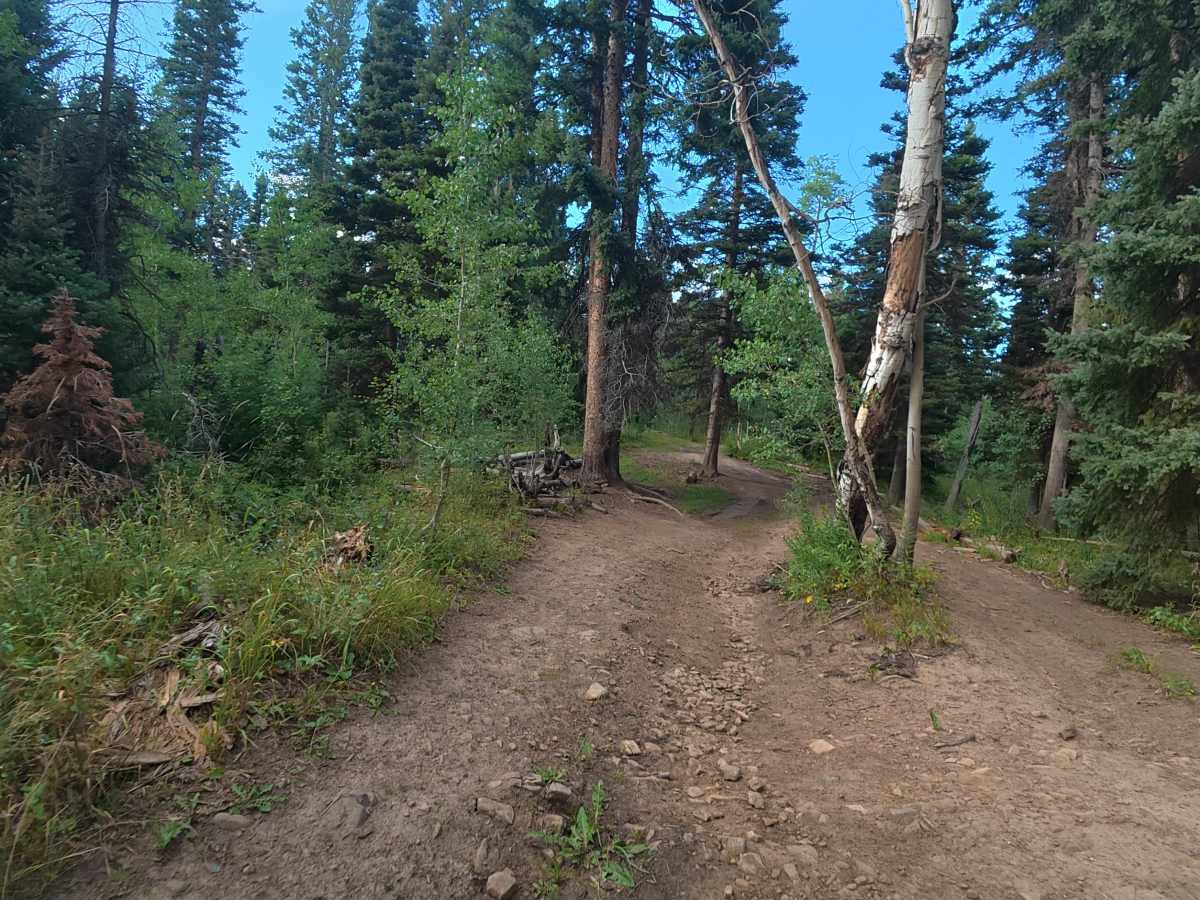 Elk Ridge Road - FS 248 photo 5