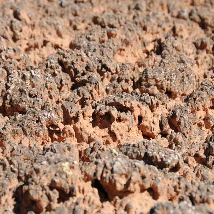 Biological Soil Crust is alive and takes a long time to grow - please stay on the trail! Near Kachina Bridge Shortcut Connector