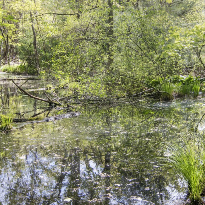 Near Chatfield Trail