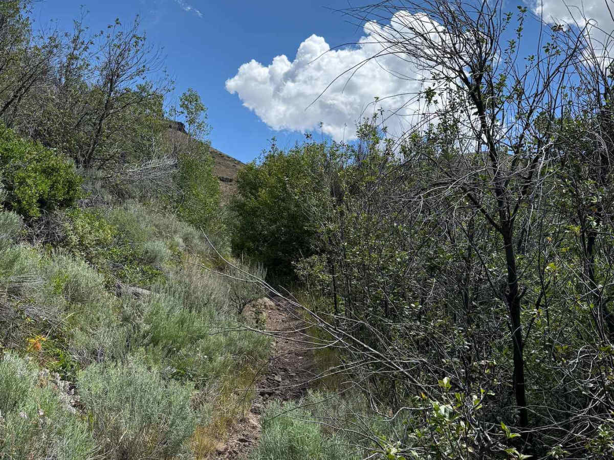 First Fork photo 3