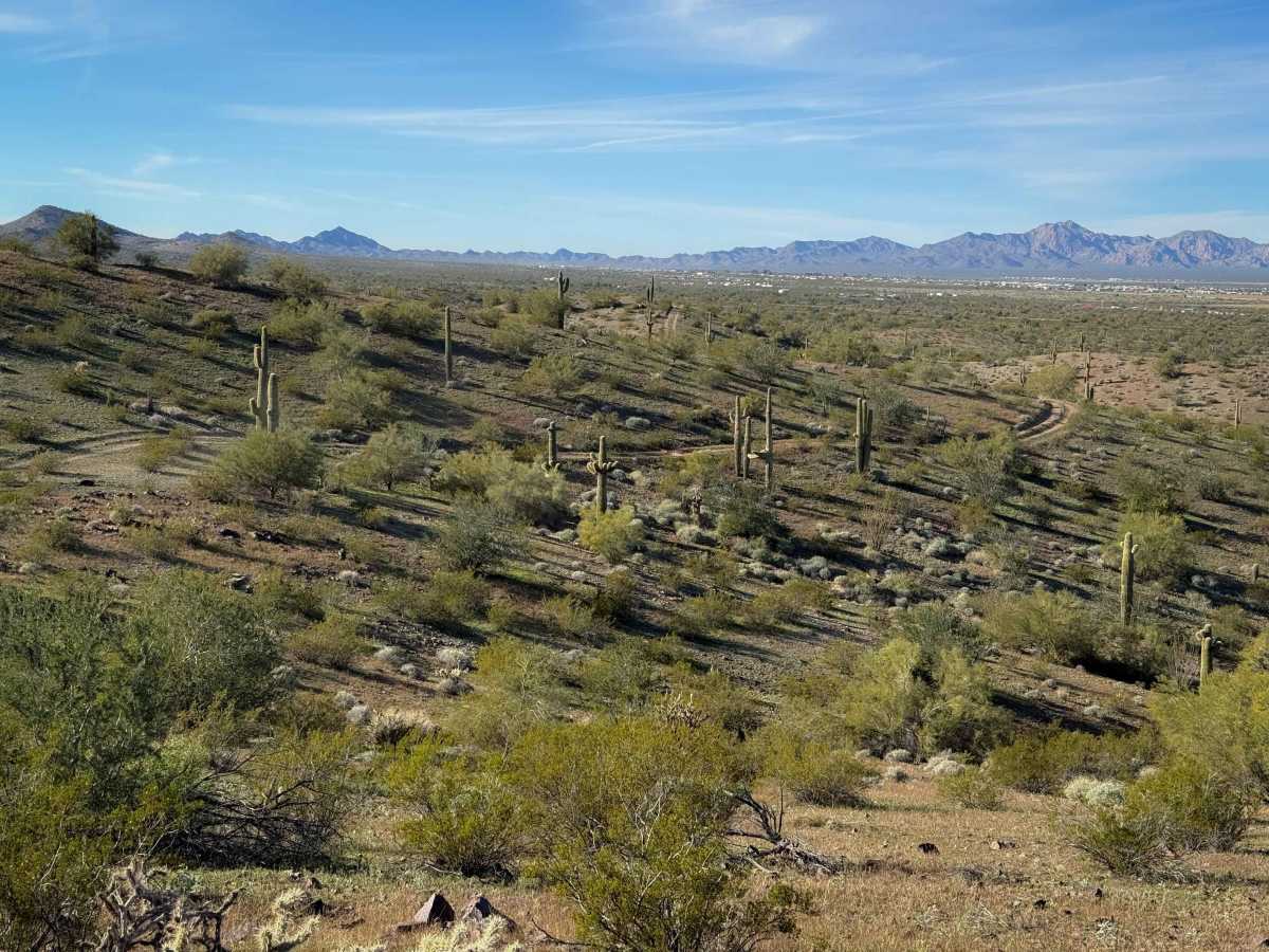 Saguaro Ridge  photo 3