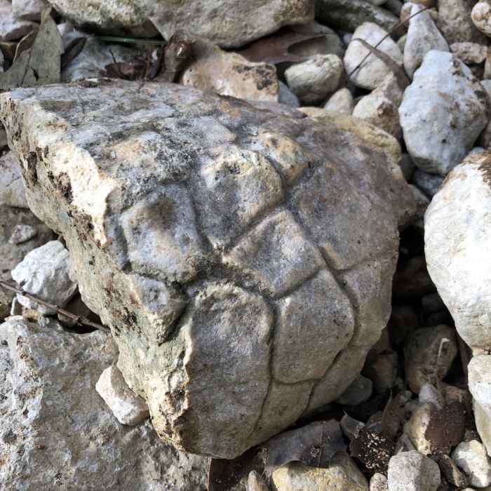 Look carefully near Laurel Oaks Creek and you may find interesting fossils. Near Great Hills Park Trail