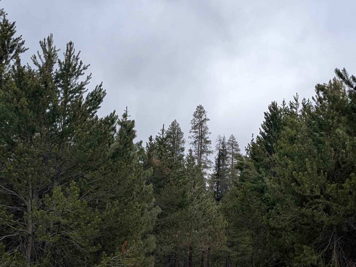 Big Meadow - FS 23S07 photo 2