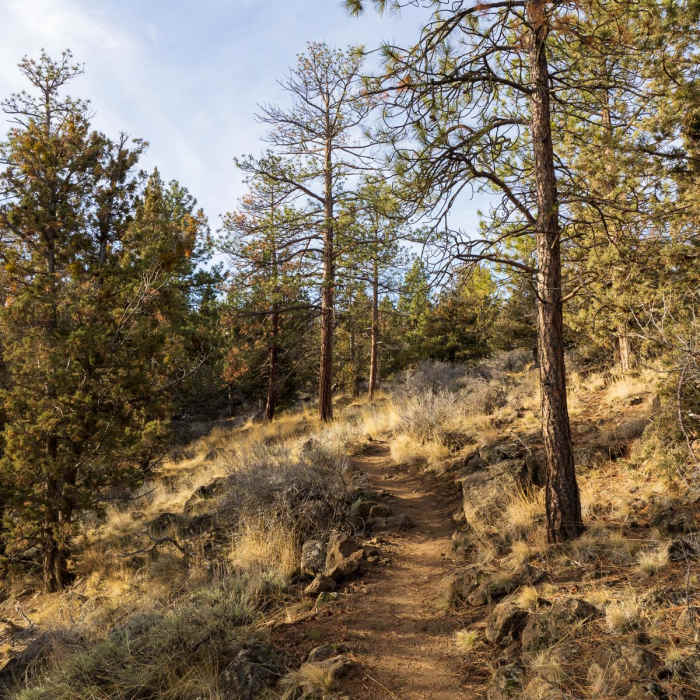 Near Sawyer Park to Sawyer Uplands Hike