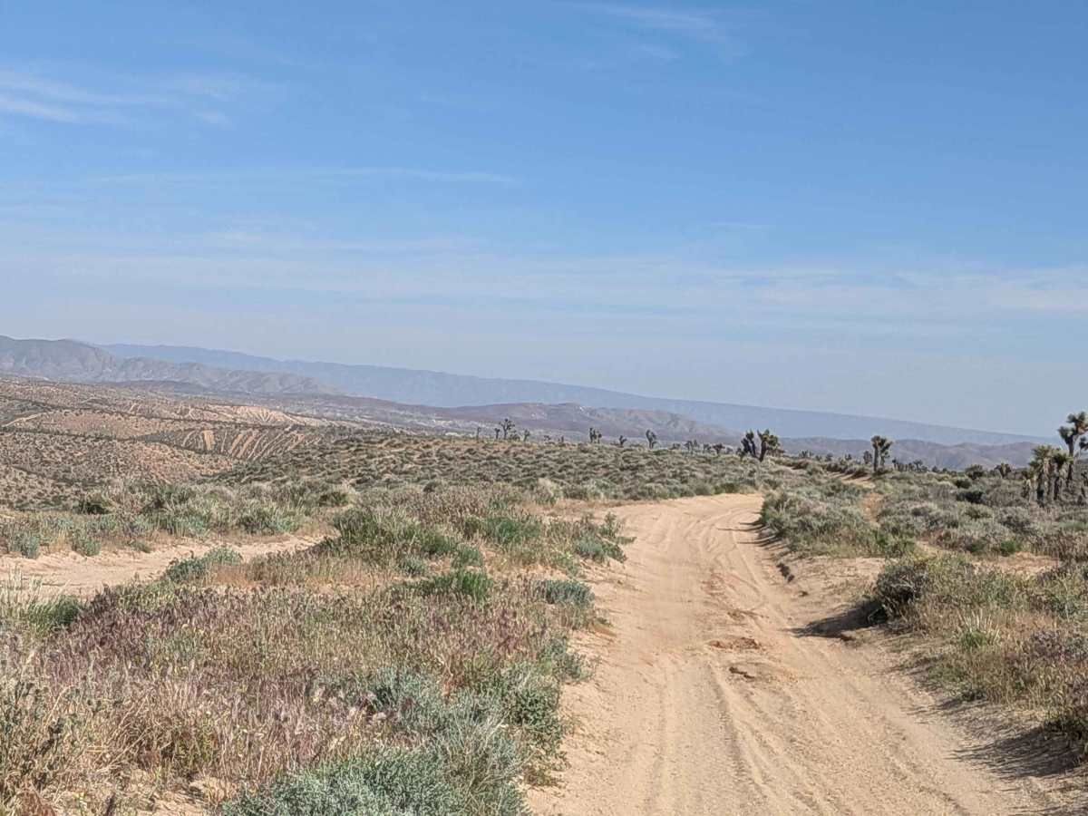 BLM SC186 photo 3