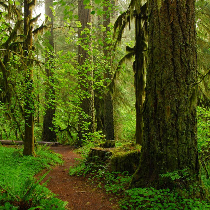 Near Butte Creek Falls Hike