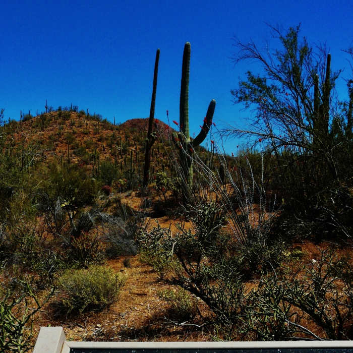 Near Wild Dog Trail