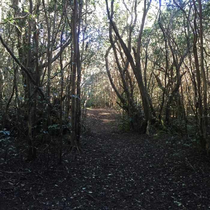 Near Kaluapuhi Trail
