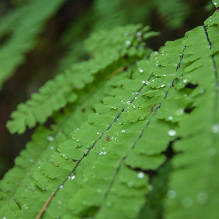 Near Boulder River Trail