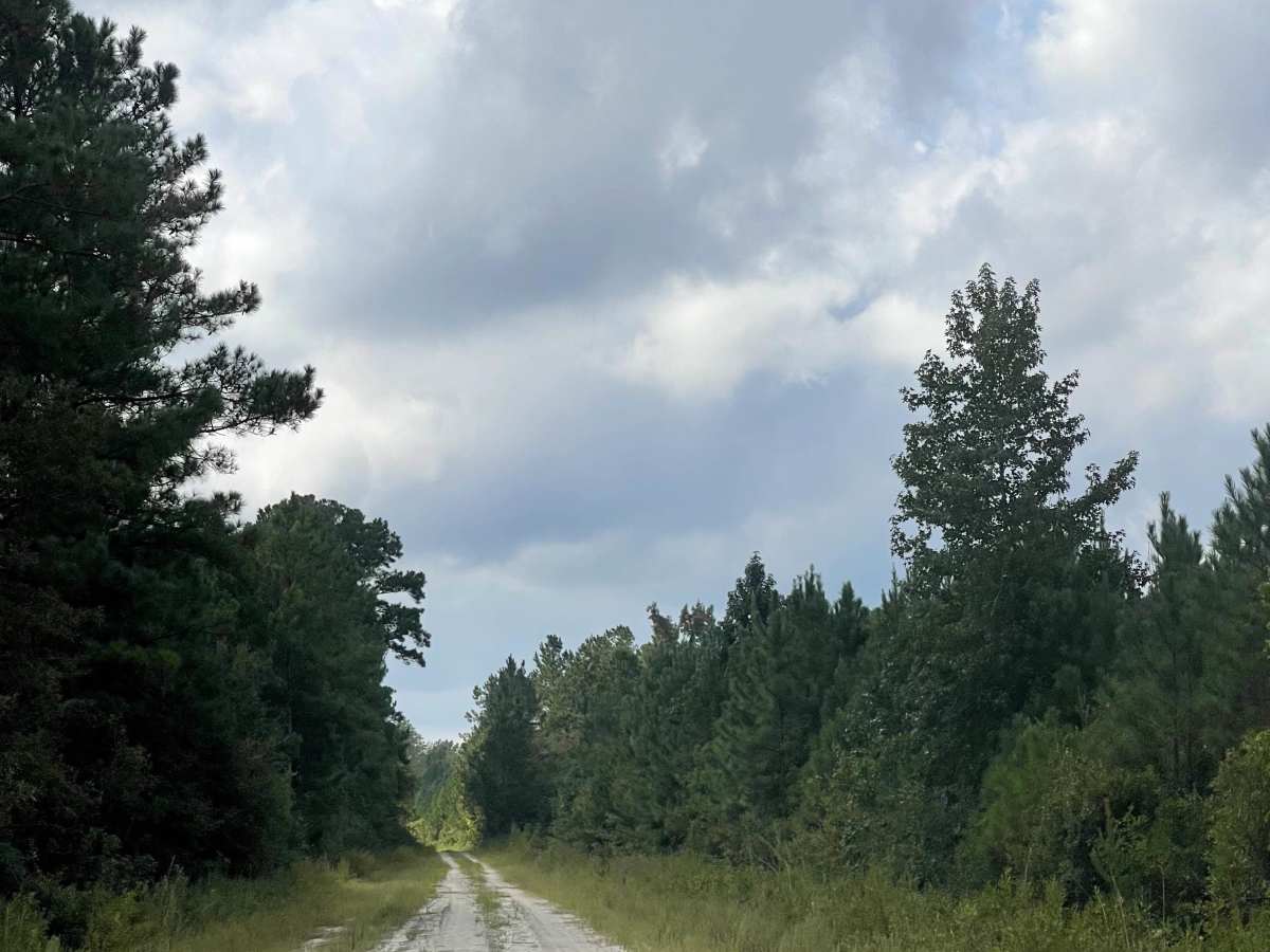 Timber Road photo 3