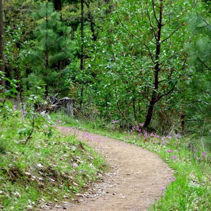 Near Britt Woods Loop