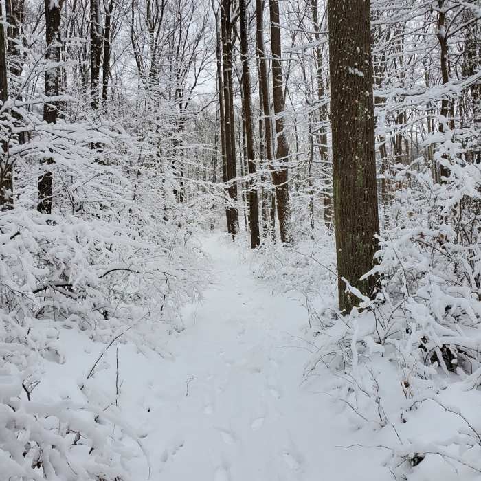 The advanced ski trail, part of the grand loop. about 6 inches of snow. Near Coopers Rock Grand Loop