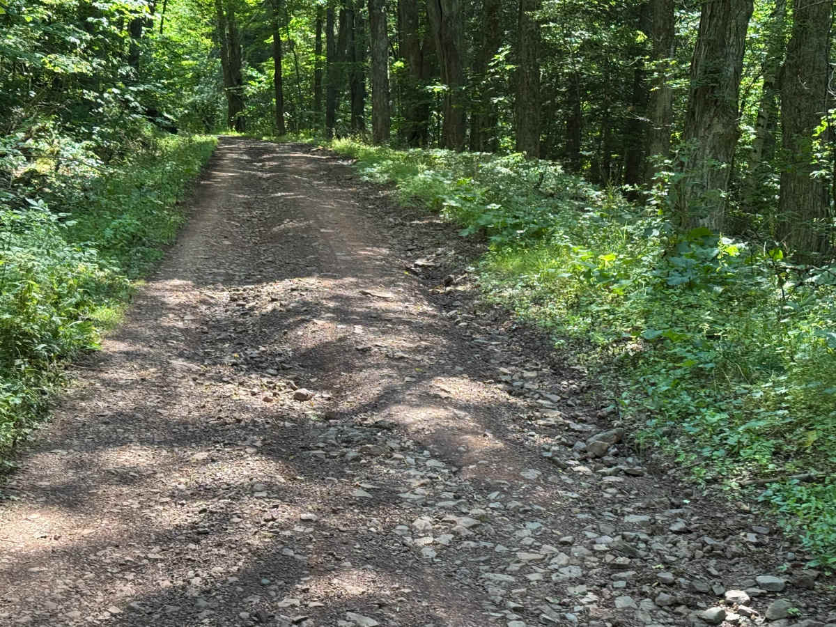Bluebird Road photo 6