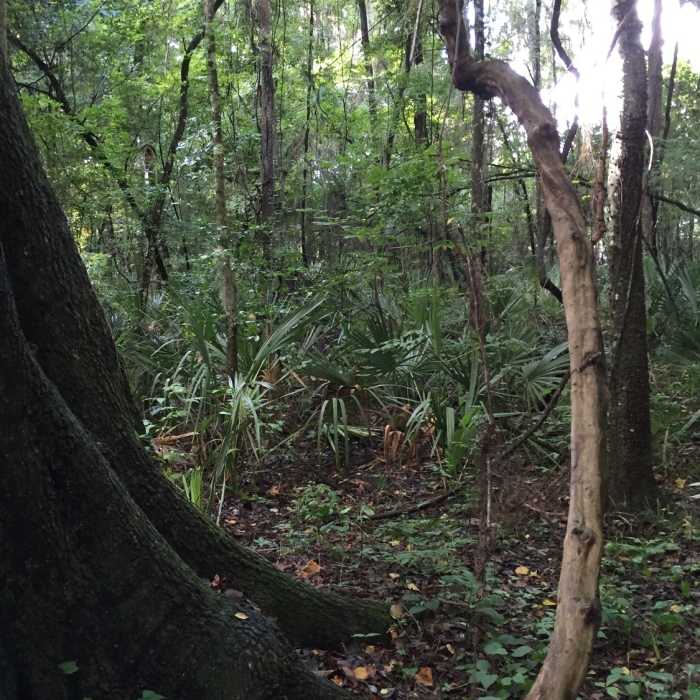 Near John Mahon Nature Park Trail