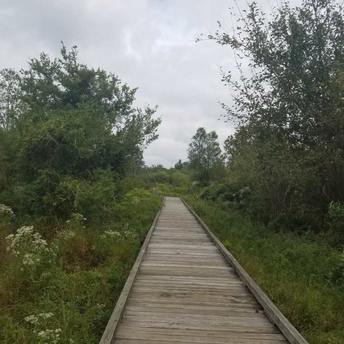 Typical boardwalk throughout the Ridge Trail Boardwalk. Near Bayou Sauvage Trails