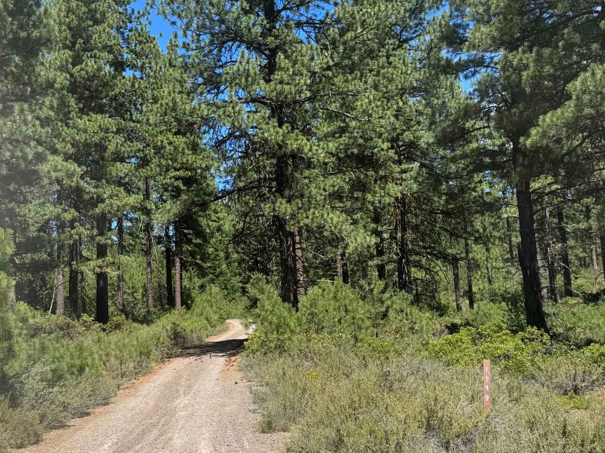 Alder Spring - FS 1149 trail photo