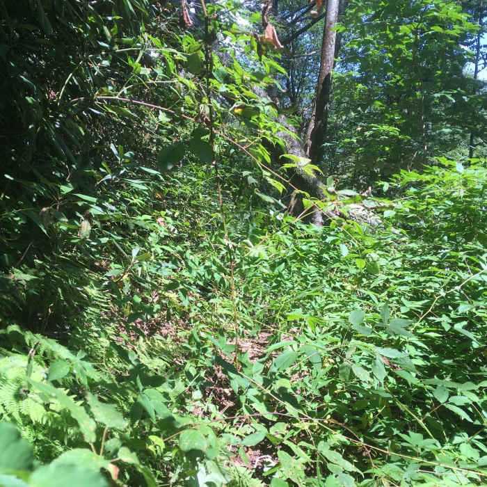 Near Burntrock Ridge Trail #65A