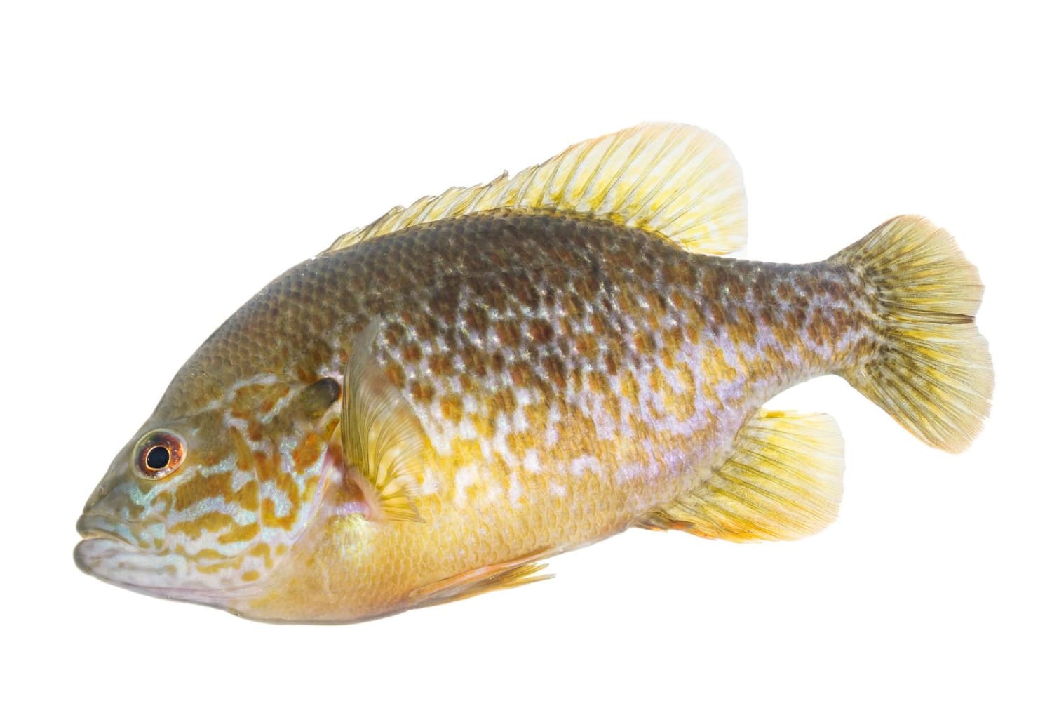 Lac Courte Oreilles Fishing Maps Tips Regulations and Hot Spots