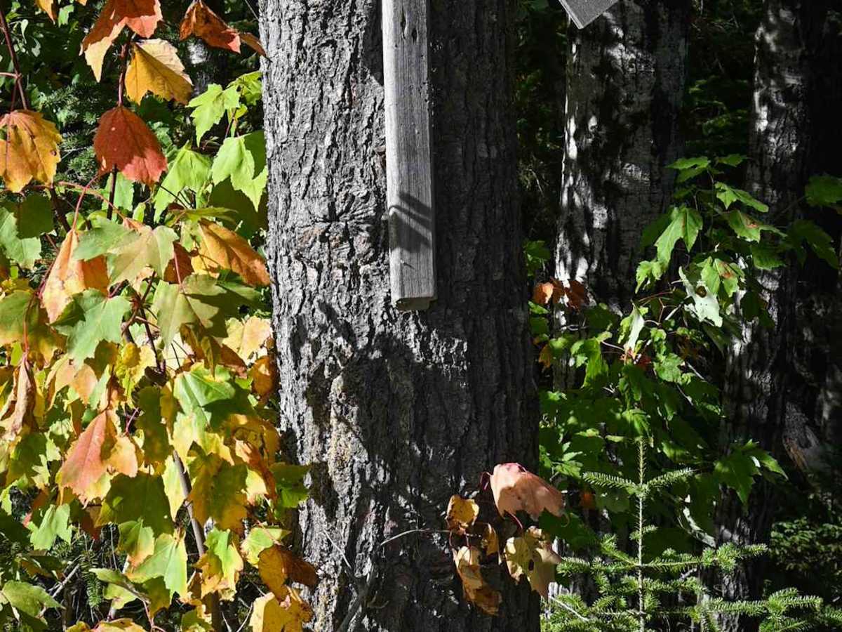 Whitebirch Road - Trail 507 photo 5