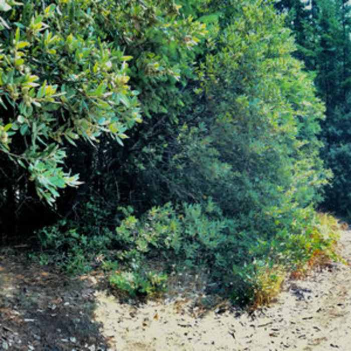 Near Humbug Mountain Trail