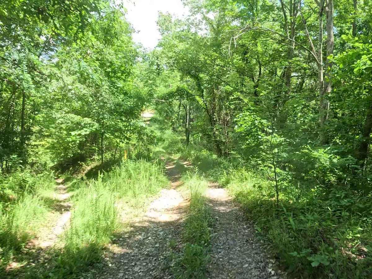 W7B trail photo