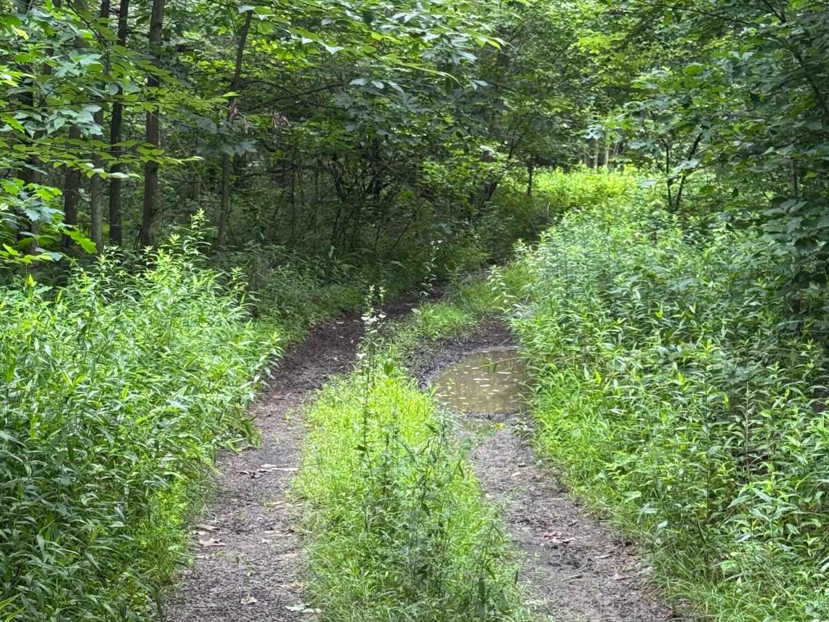 Trail 5 photo 4