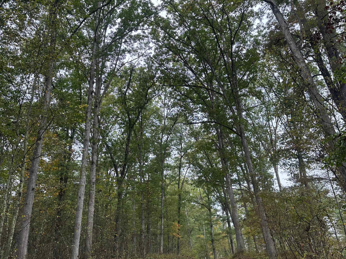 Double Pine  photo 3