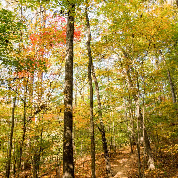 Near Gold Branch Trail Near Gold Branch Trail