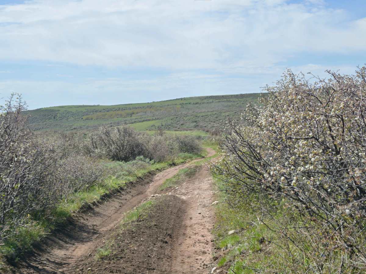 Bassett Creek - FS 10579 trail photo