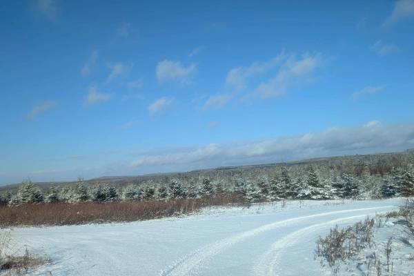Stoneridge Hydro Logging Road