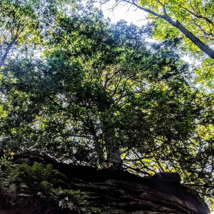 Below the treeline? Some of the sandstone rock formations are so large that trees grow on top of them, while visitors are offered a unique view from below. Near Beartown State Park
